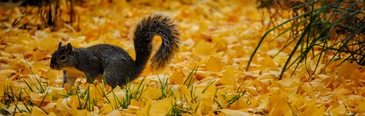 Autumn - Squirrel